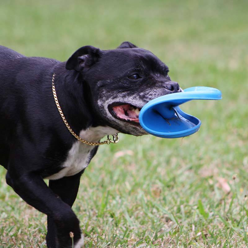 Aussie Dog Flying Disc Fetch Dog Toy - Blue Soft Frisbee