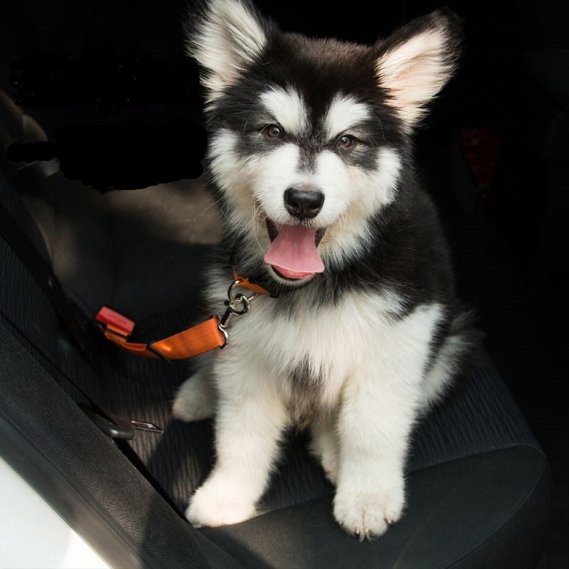 Pet Car Seat Belt Adjustable