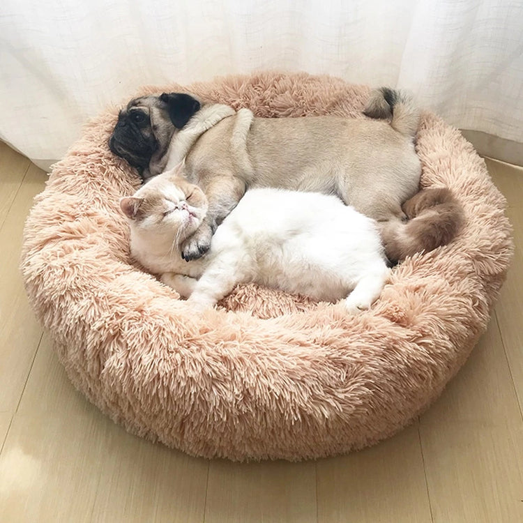 Dog Beds