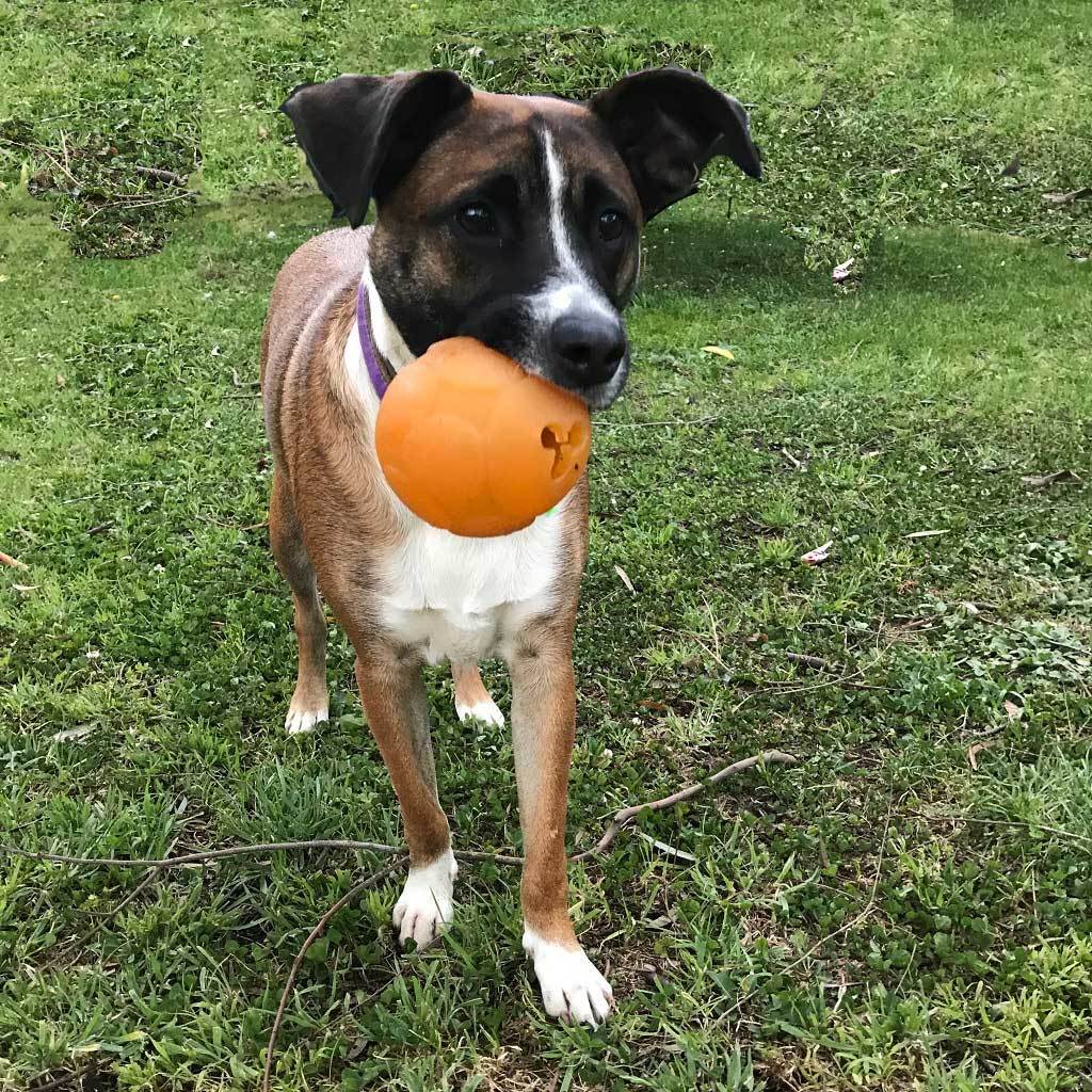 Aussie Dog Buddy Ball - Interactive Food Dispensing Dog Toy - Medium