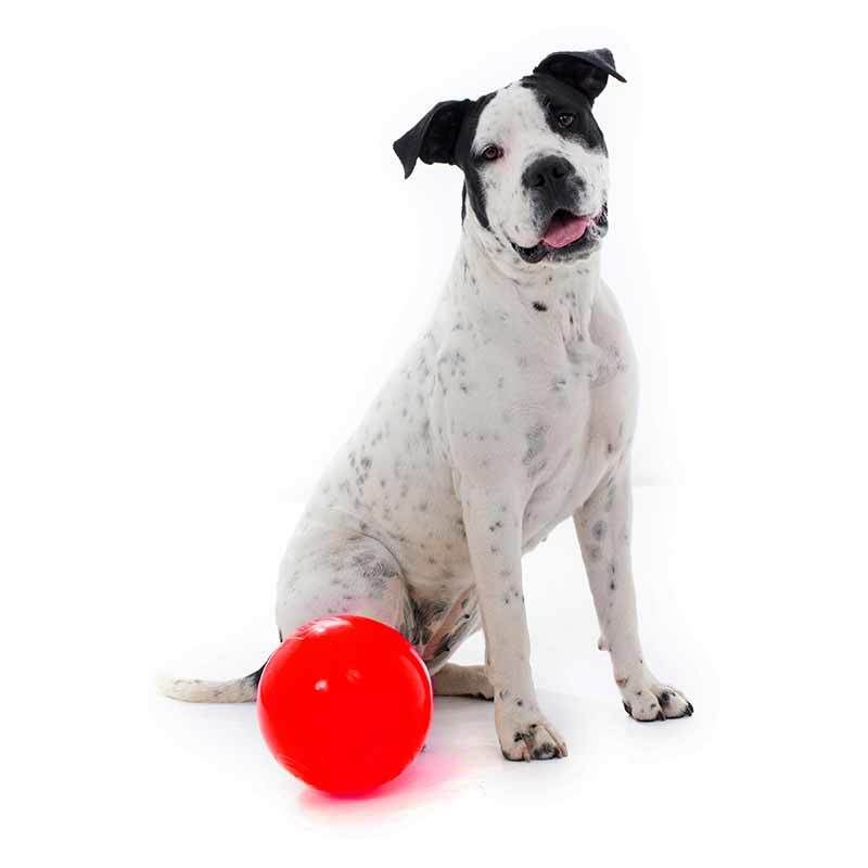 Aussie Dog Enduro Ball Dog Toy - Large