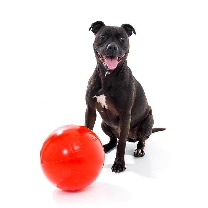 Aussie Dog Staffie Ball - Extra Tough