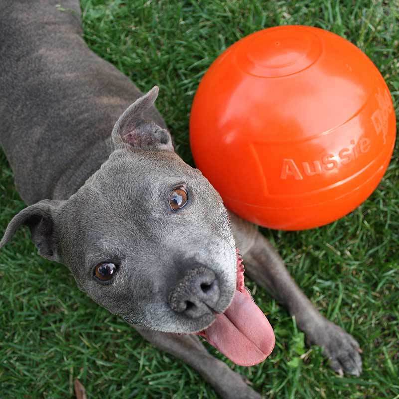 Aussie Dog Staffie Ball - Extra Tough