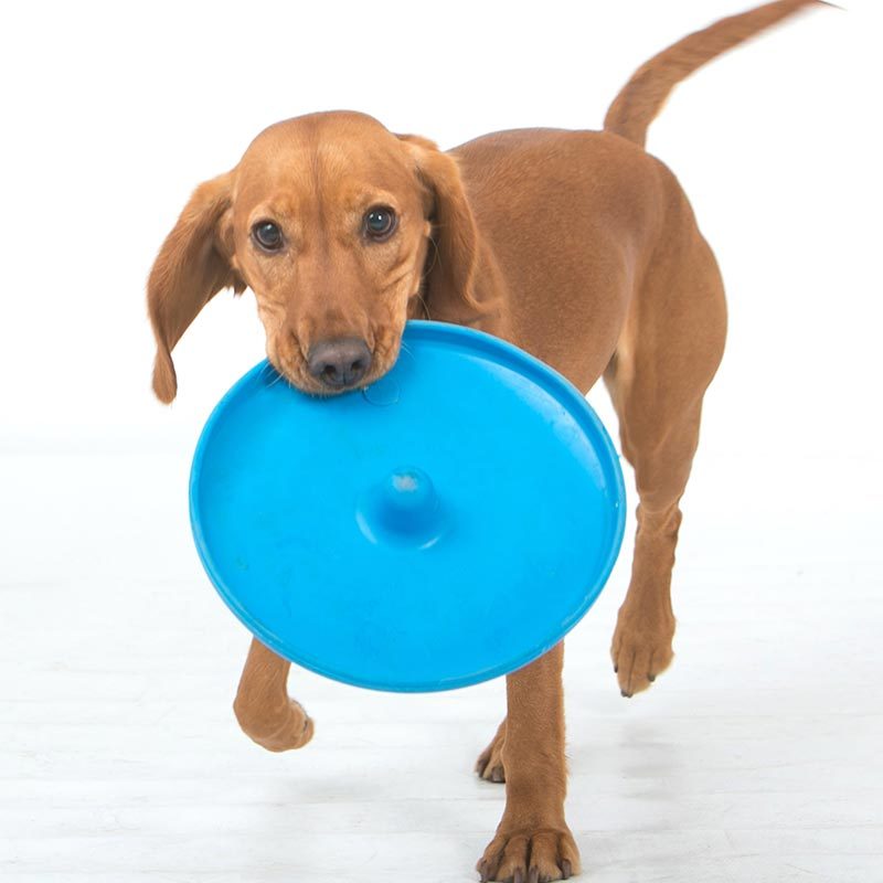 Aussie Dog Flying Disc Fetch Dog Toy - Blue Soft Frisbee