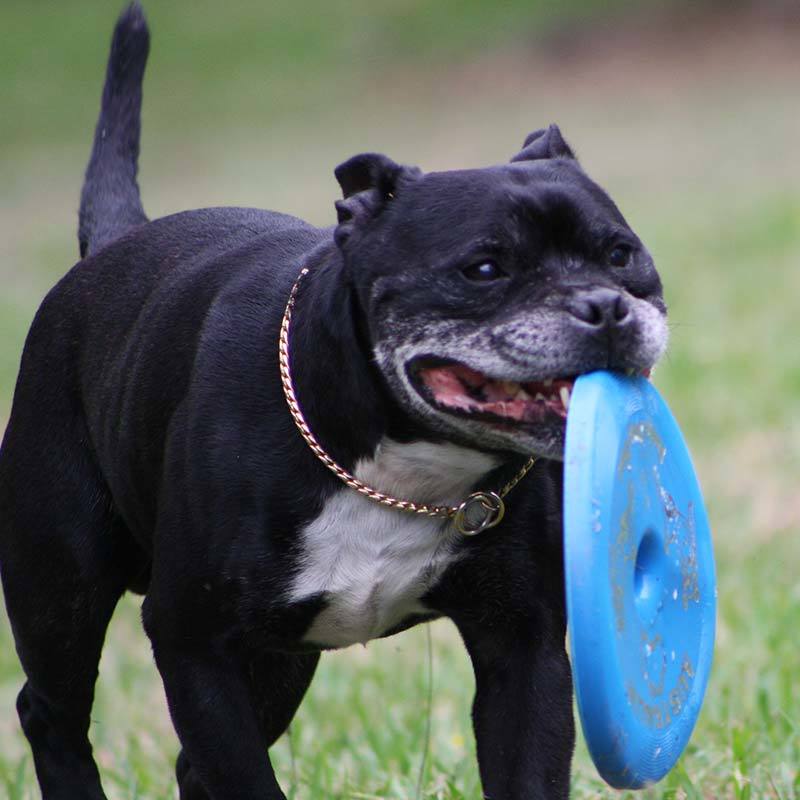 Aussie Dog Flying Disc Fetch Dog Toy - Blue Soft Frisbee