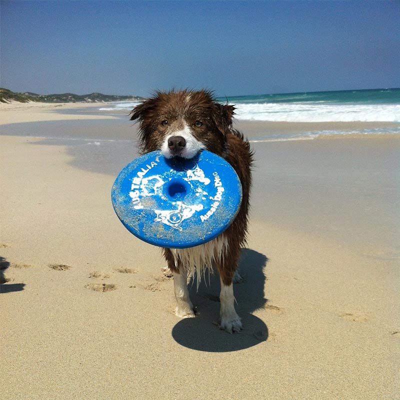 Aussie Dog Flying Disc Fetch Dog Toy - Blue Soft Frisbee