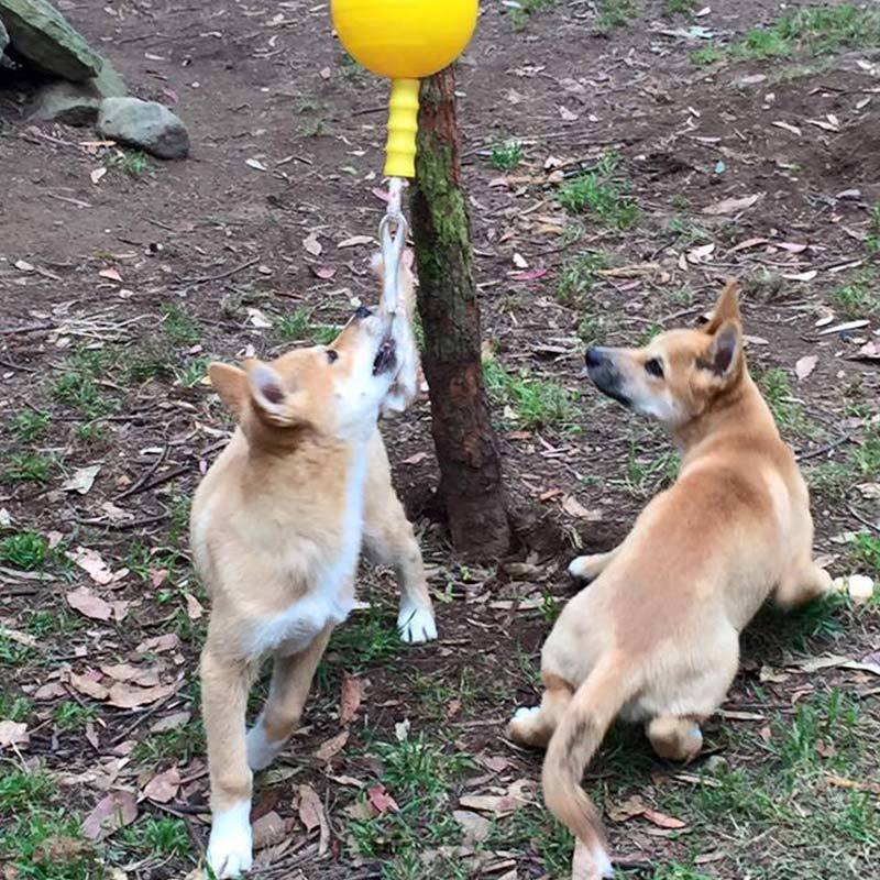 Aussie Dog Home Alone Dog Toy