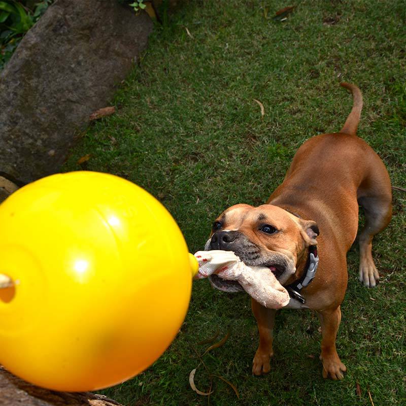 Aussie dog ball best sale